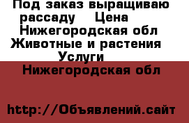 Под заказ выращиваю рассаду. › Цена ­ 10 - Нижегородская обл. Животные и растения » Услуги   . Нижегородская обл.